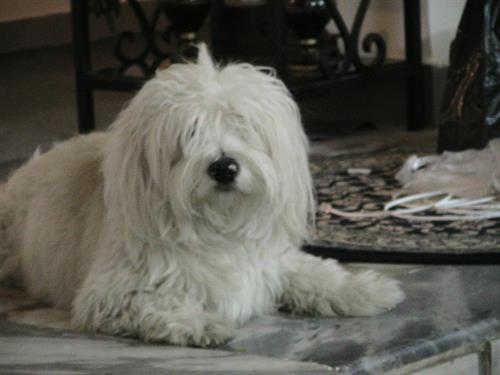 haleh&nbsp;zahiraldini